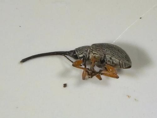 Rhopalapion longirostre